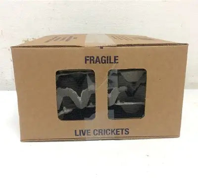 Banded Crickets - Box 1000 - In Store Pickup Only