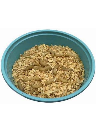 Wax Worms - 300ct - In Store Pickup Only