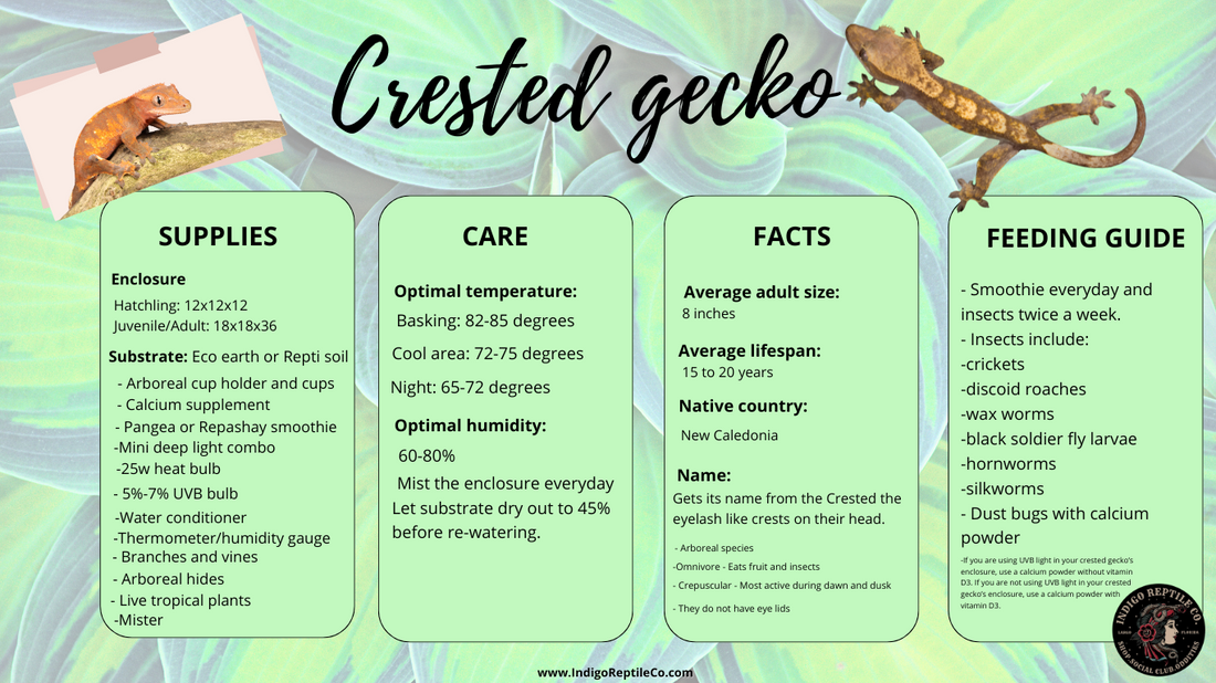 Crested Gecko care guide