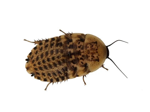 LIVE - Discoid Roaches