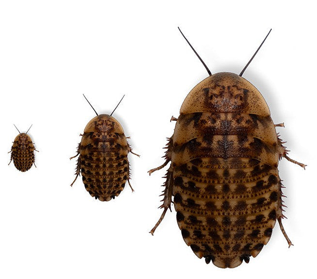 LIVE - Discoid Roaches