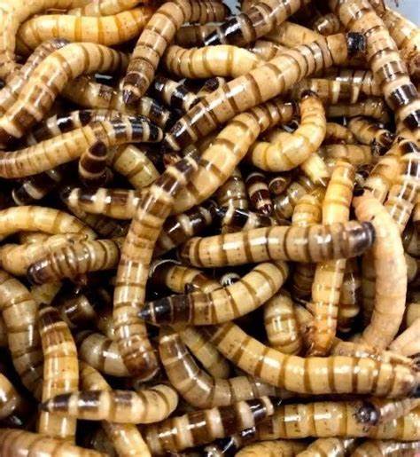 Superworms 1000 ct box - In Store pickup only