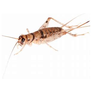 Banded Crickets - Box 1000 - In Store Pickup Only