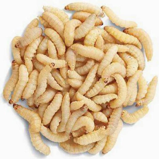 Wax Worms - 300ct - In Store Pickup Only